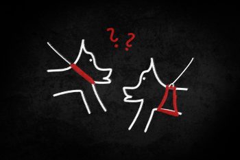Zeichnung von zwei Hunden an der Leine: einer mit Halsband und einer mit Geschirr